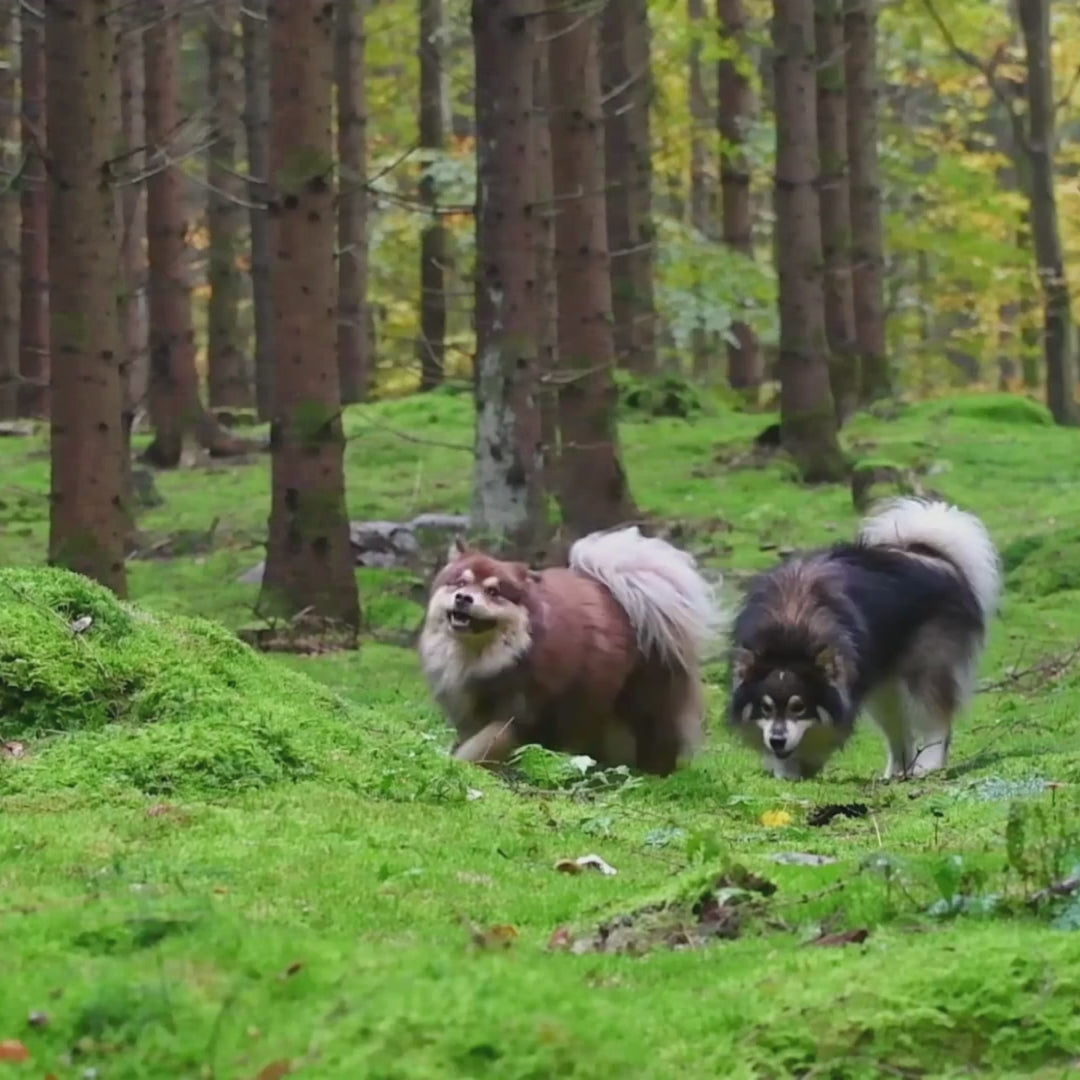 Load video: <p>TECHNOWAGGS® was born from Seana's simple wish: to see her dog's life full of the same tech wonders that simplify ours. With a love for dogs as boundless as the digital frontier, she envisioned a company that's a canine's best tech friend. </p><p>The path from dream to reality wasn't just a walk in the park—it was a pioneering adventure into uncharted territory, culminating in our first triumph: the smart dog water bottle. This innovation was just the beginning, setting the stage for a suite of products designed to redefine playtime and care for our four-legged companions.</p>